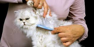 Persian cat being groomed